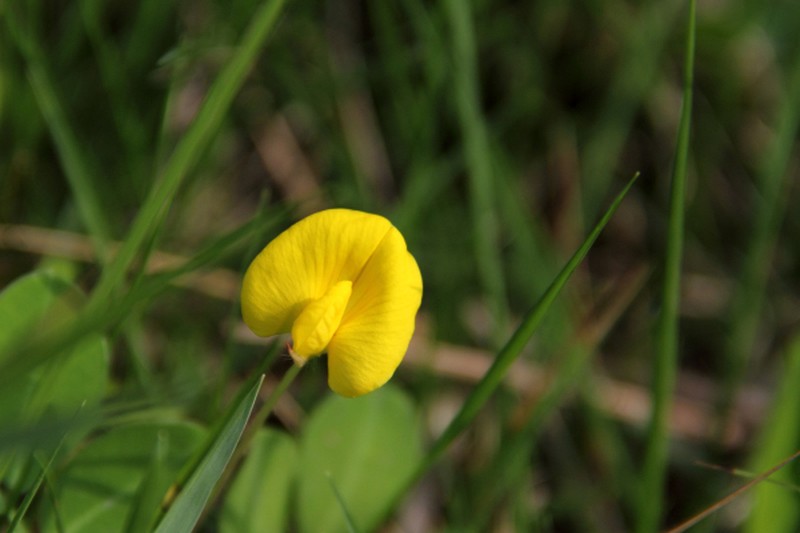 Arachis duranensis photo 4