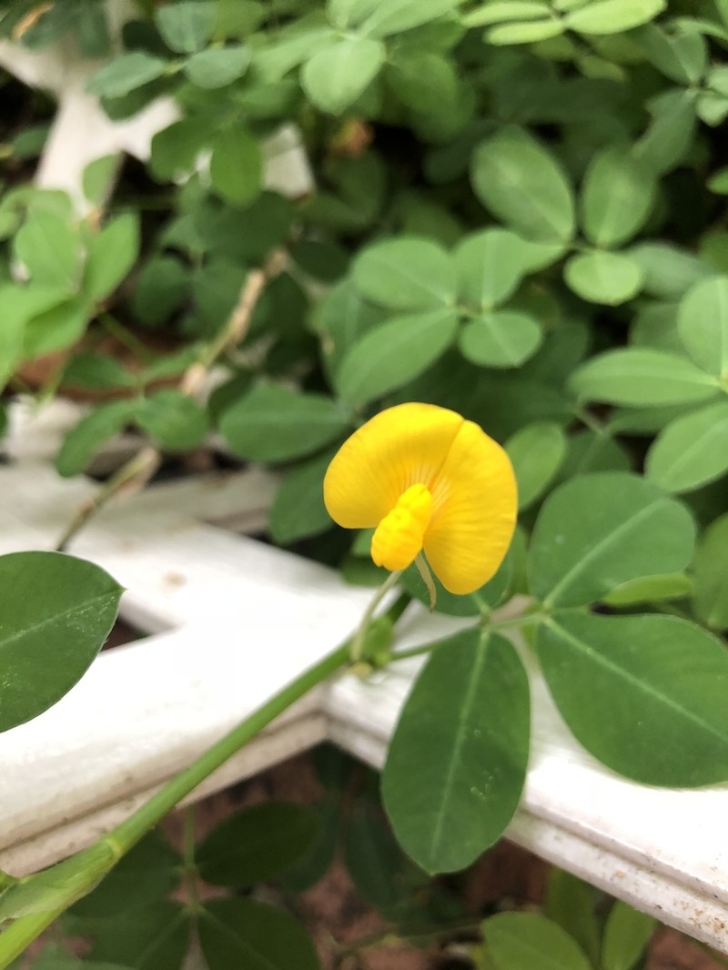 Arachis duranensis photo 6