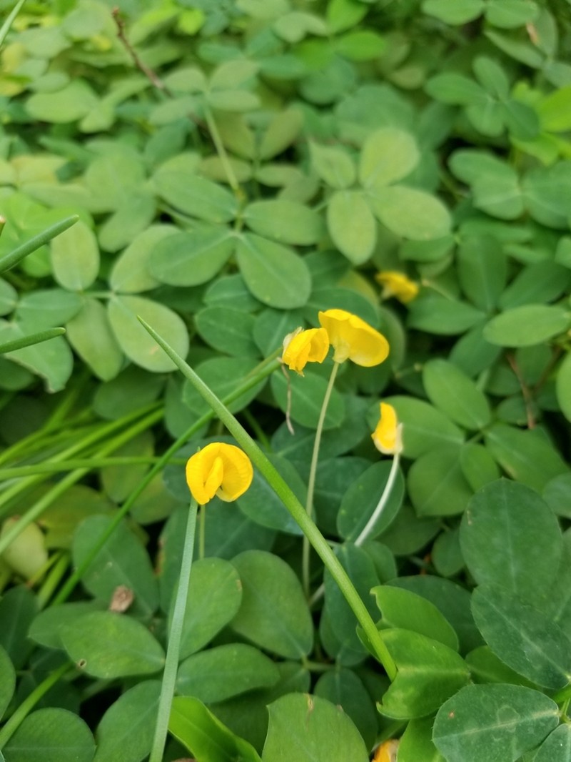 Arachis duranensis photo 7