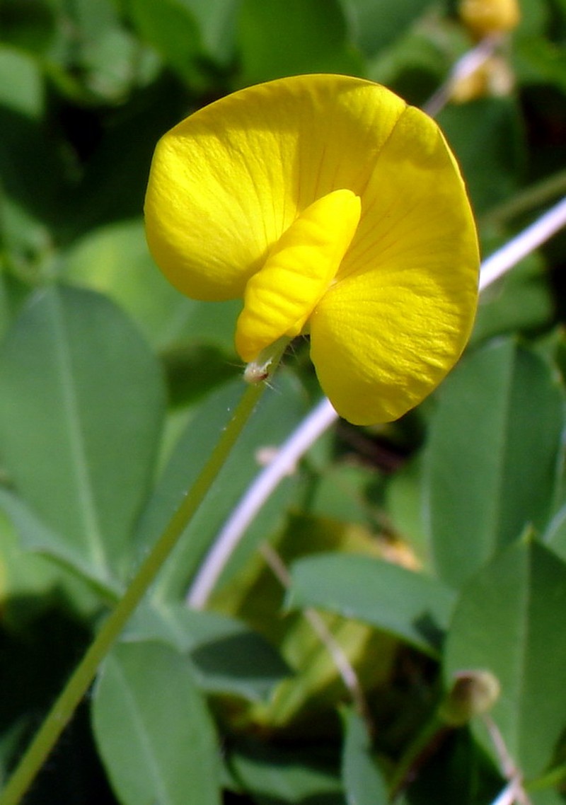 Rhizoma Peanut