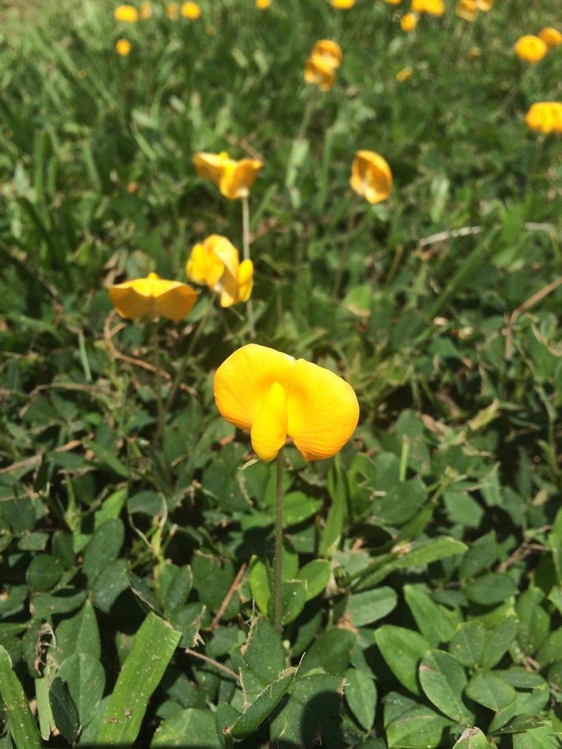 Rhizoma Peanut photo 3