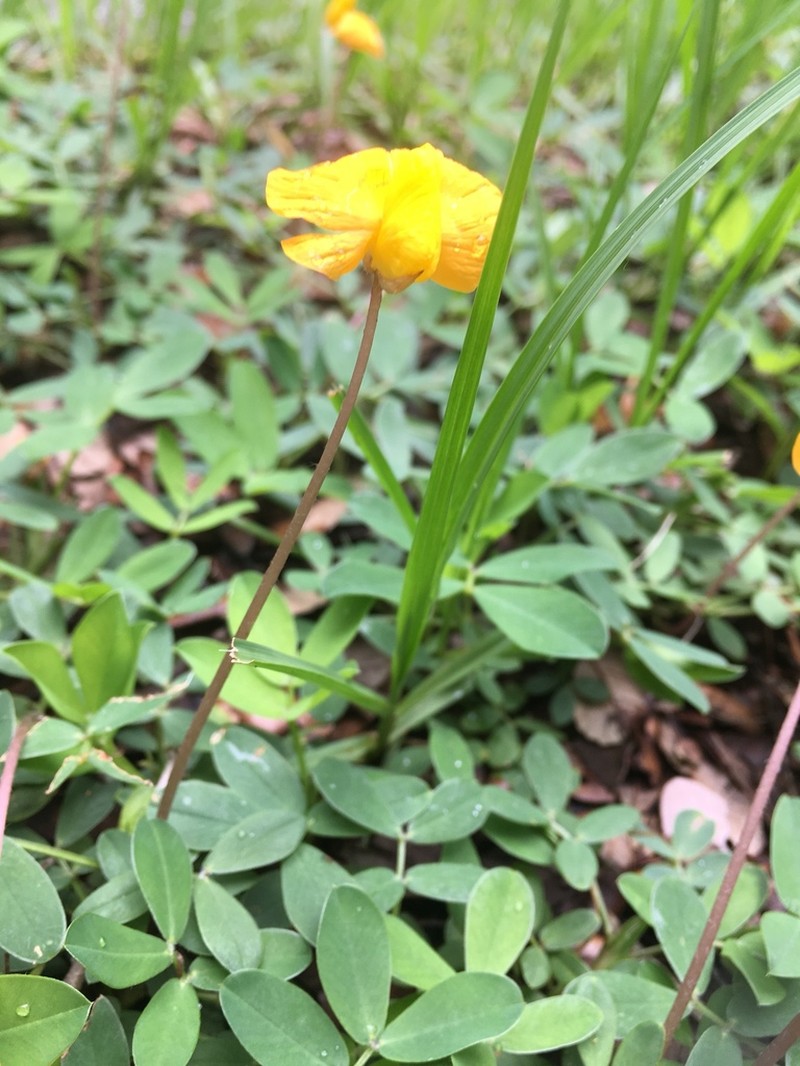 Rhizoma Peanut photo 4