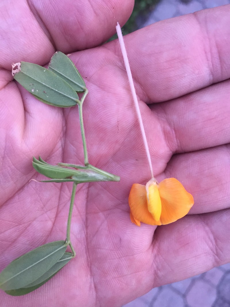 Rhizoma Peanut photo 5