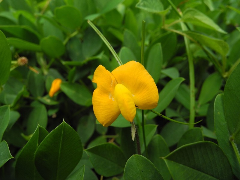 Rhizoma Peanut photo 7
