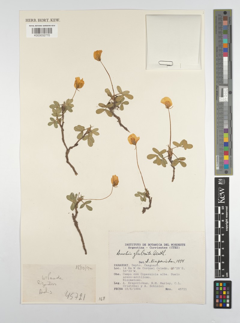 Arachis glabrata var. glabrata