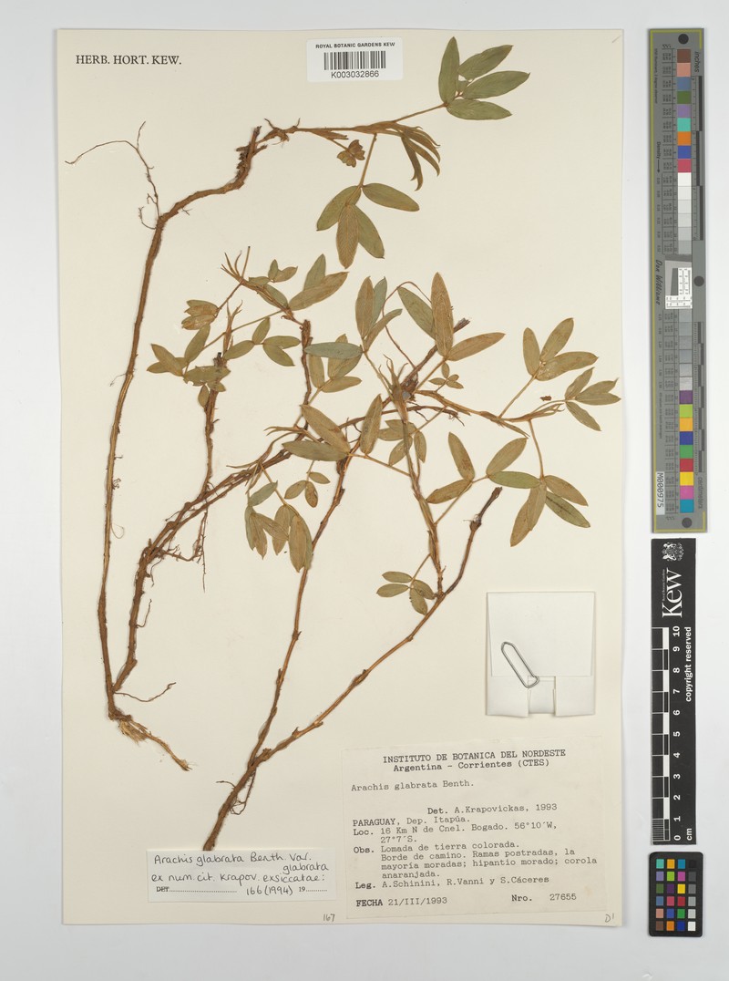Arachis glabrata var. glabrata photo 2