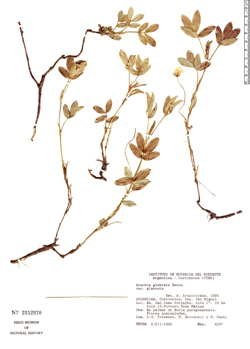 Arachis glabrata var. glabrata photo 3