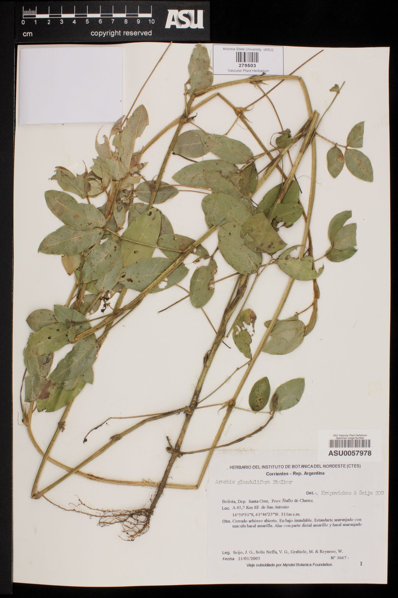 Arachis glandulifera