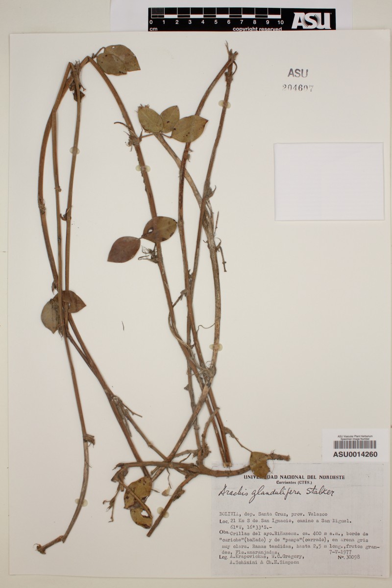 Arachis glandulifera photo 2
