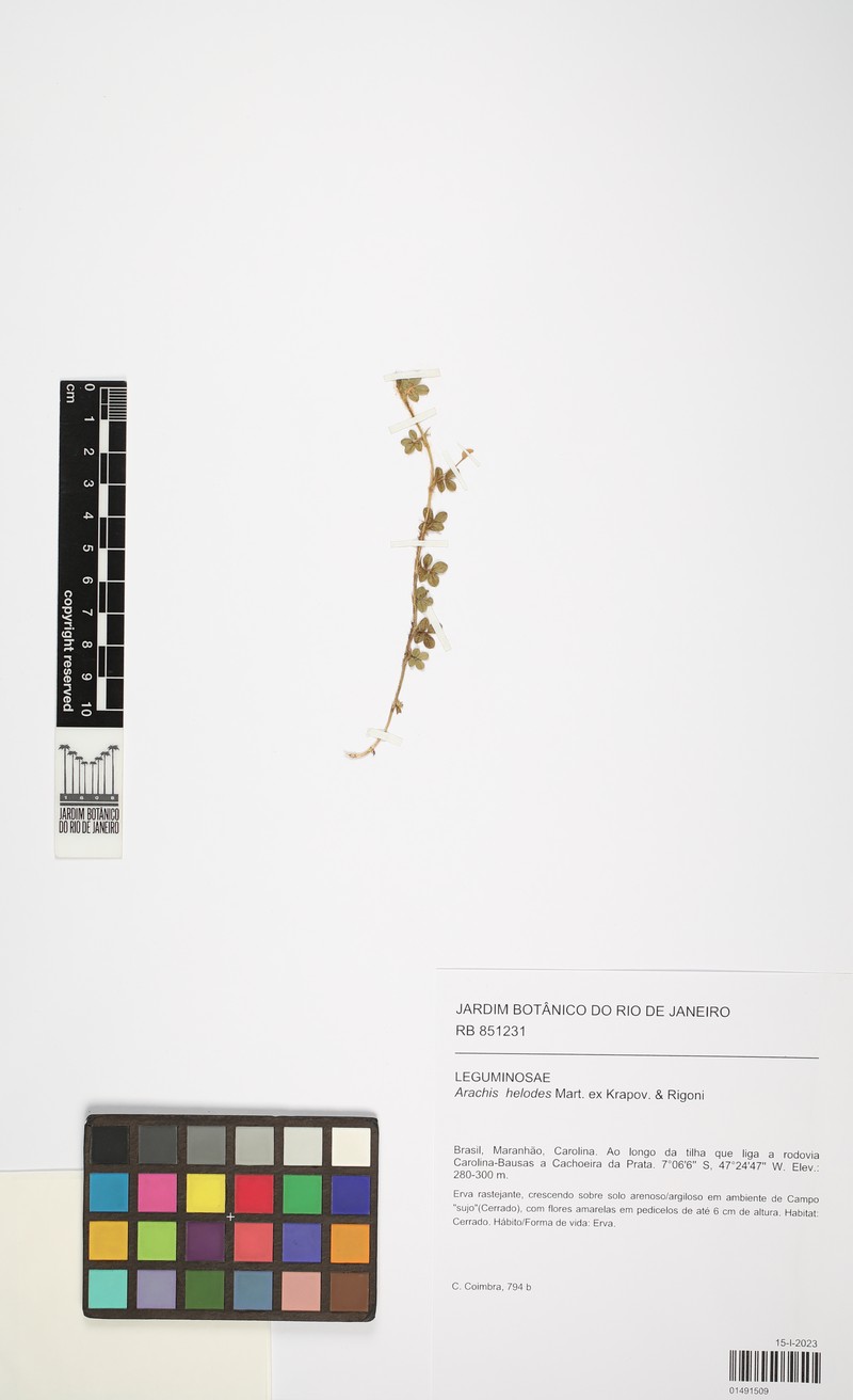 Arachis helodes photo 3