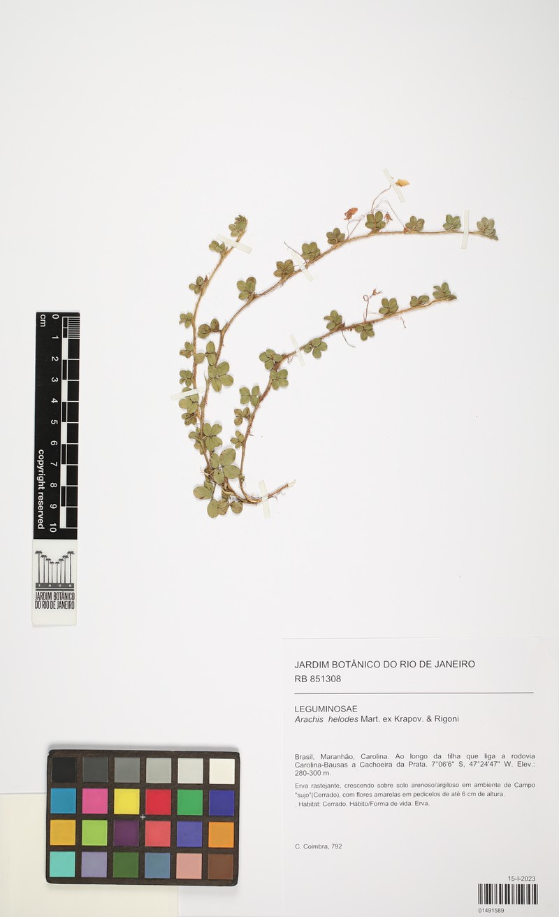 Arachis helodes photo 4