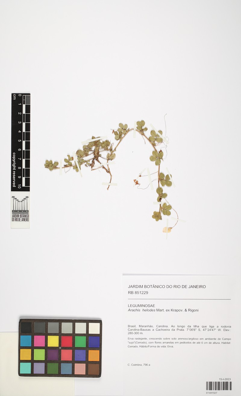 Arachis helodes photo 6