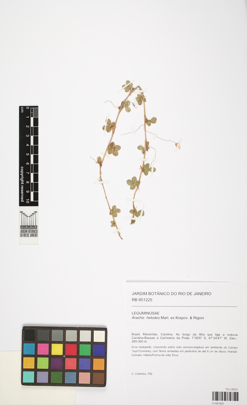 Arachis helodes photo 8
