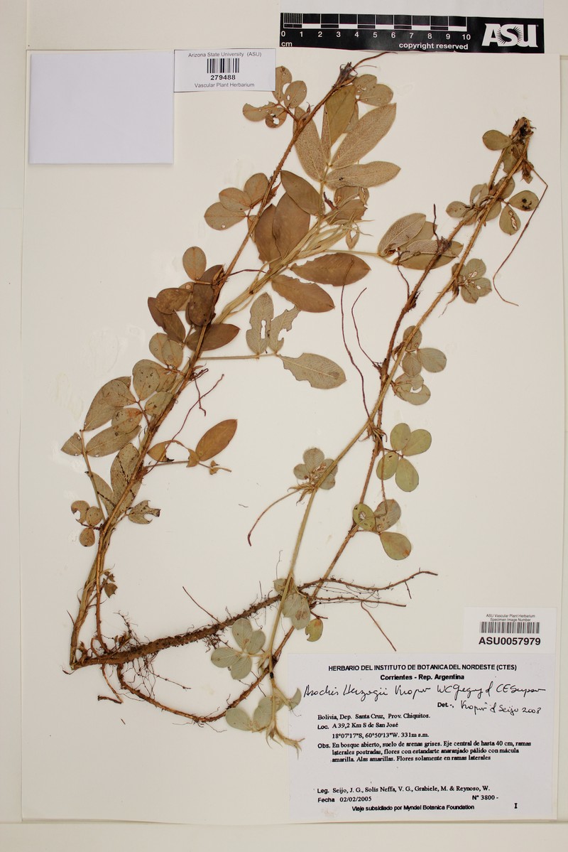 Arachis herzogii