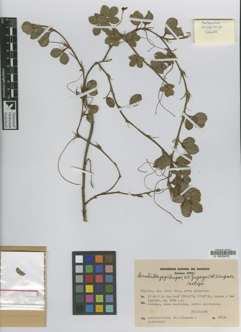 Arachis herzogii photo 2