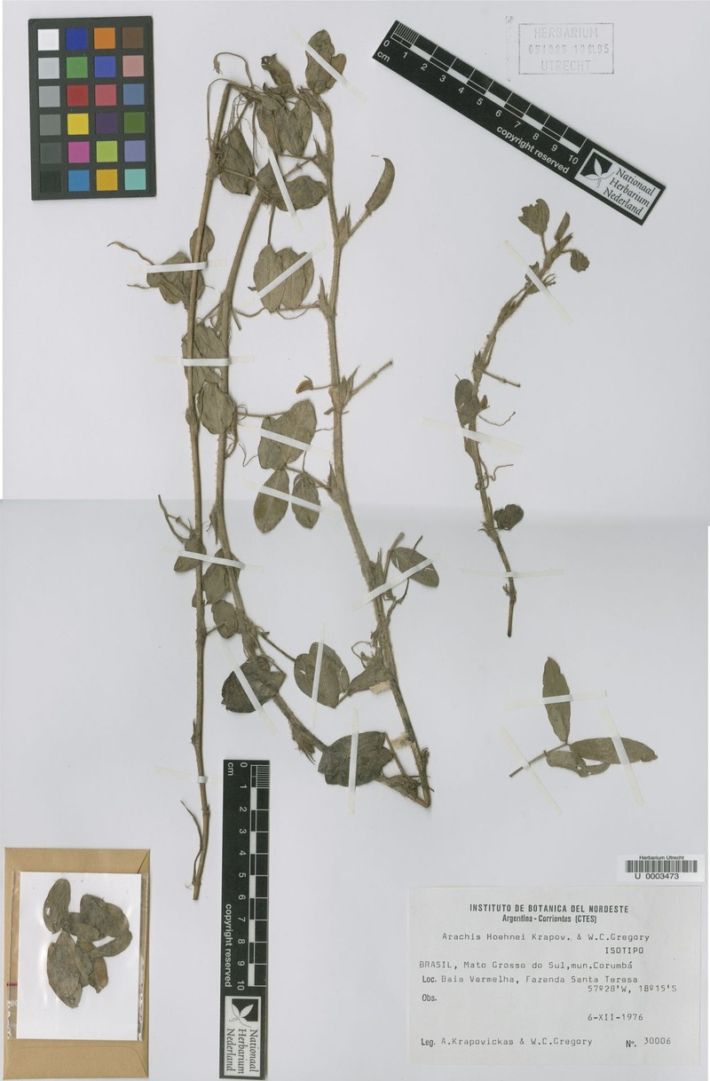 Arachis hoehnei
