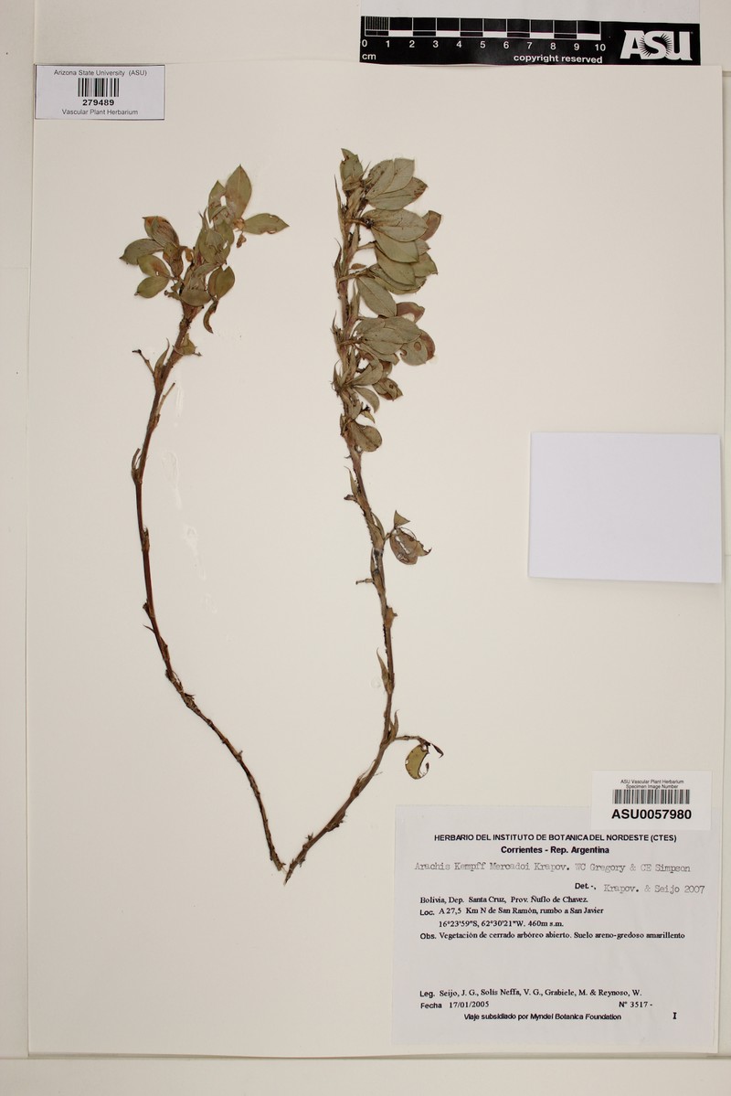 Arachis kempff-mercadoi