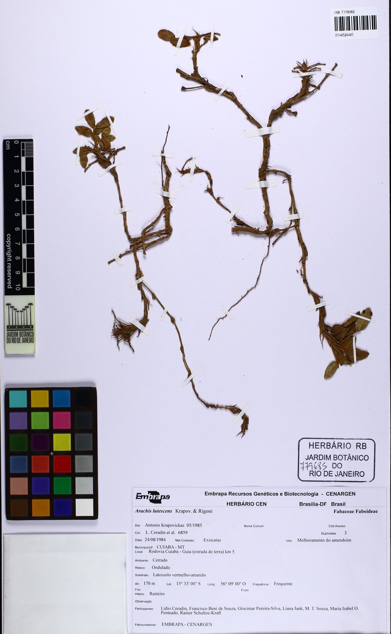 Arachis lutescens photo 2