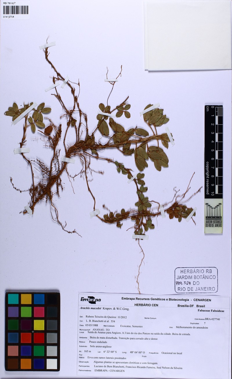 Arachis macedoi