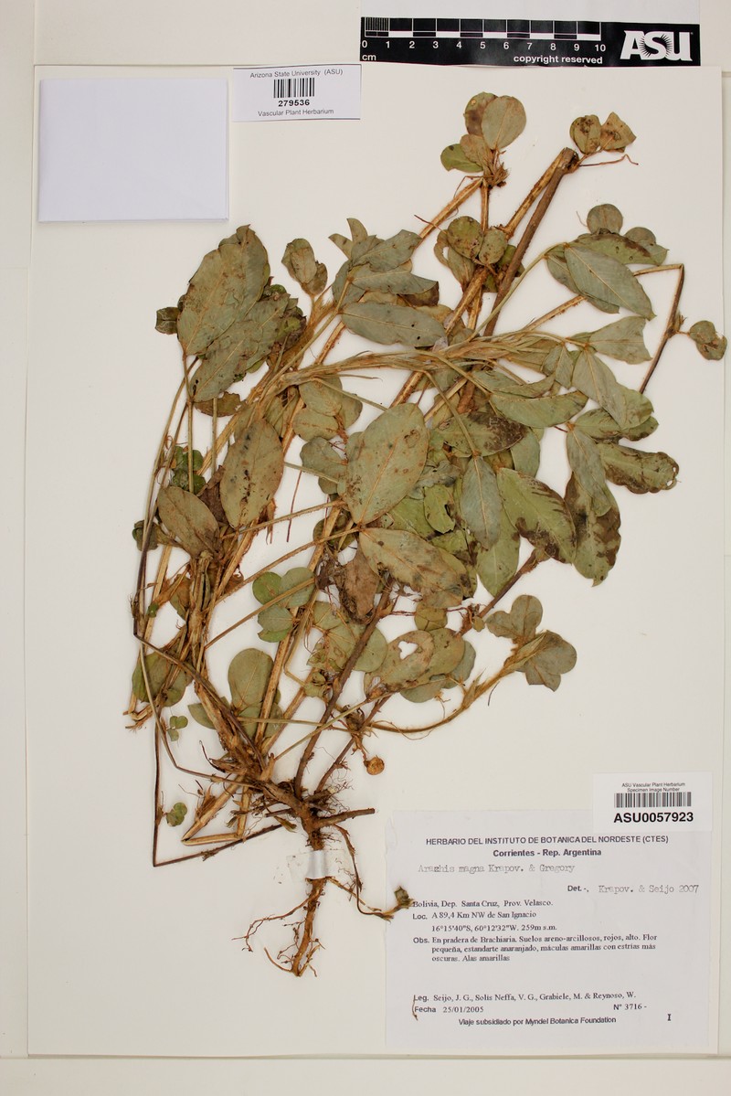 Arachis magna