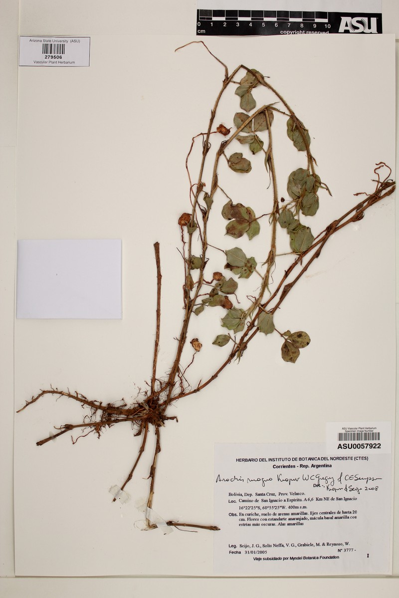 Arachis magna photo 2