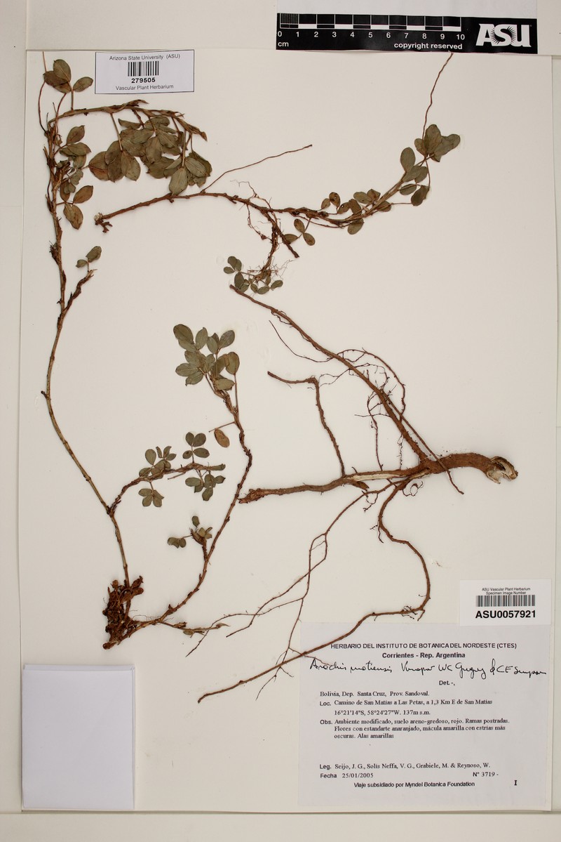 Arachis matiensis
