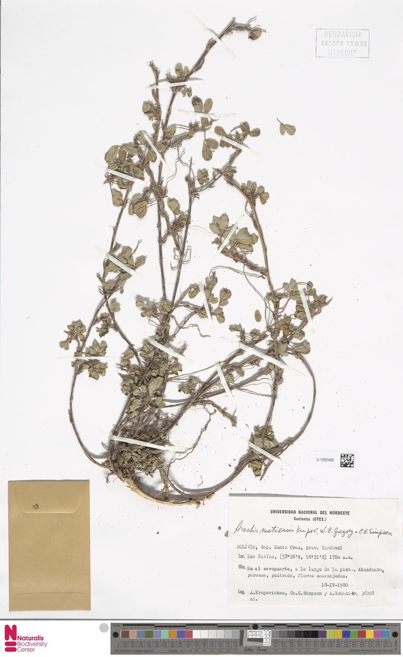 Arachis matiensis photo 2