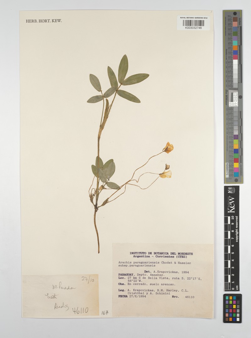 Arachis paraguariensis subsp. paraguariensis