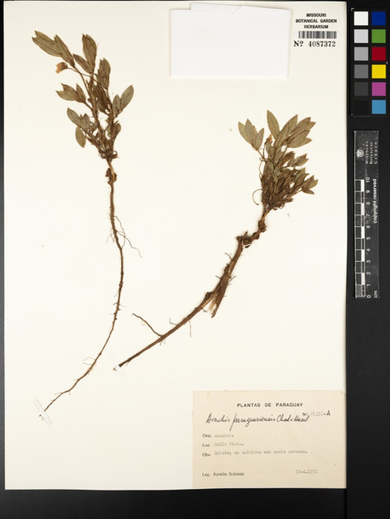 Arachis paraguariensis subsp. paraguariensis photo 2