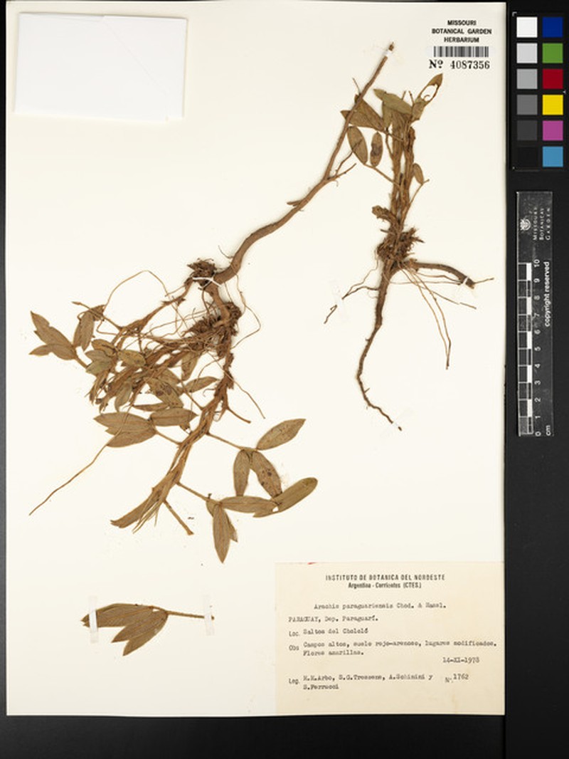 Arachis paraguariensis subsp. paraguariensis photo 3