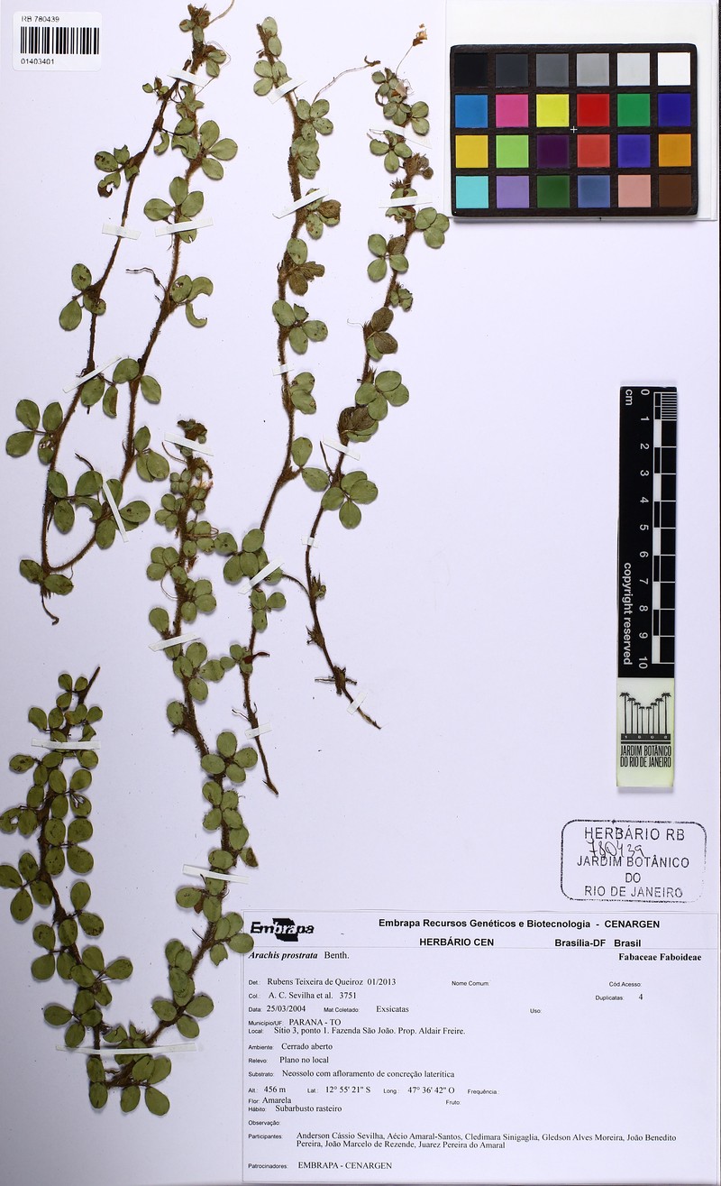 Grassnut photo 3