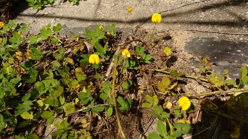 Grassnut photo 4