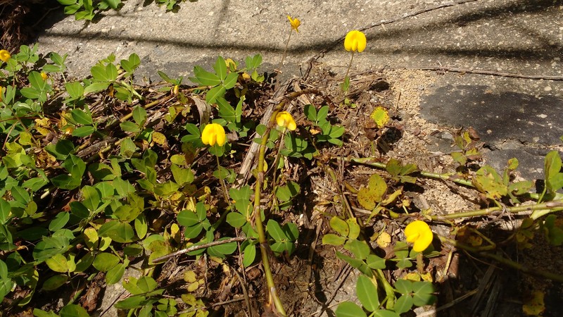 Grassnut photo 6