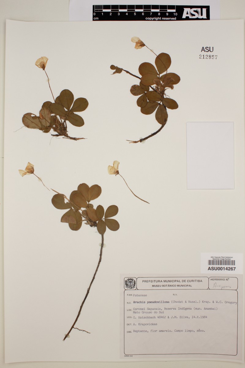 Arachis pseudovillosa