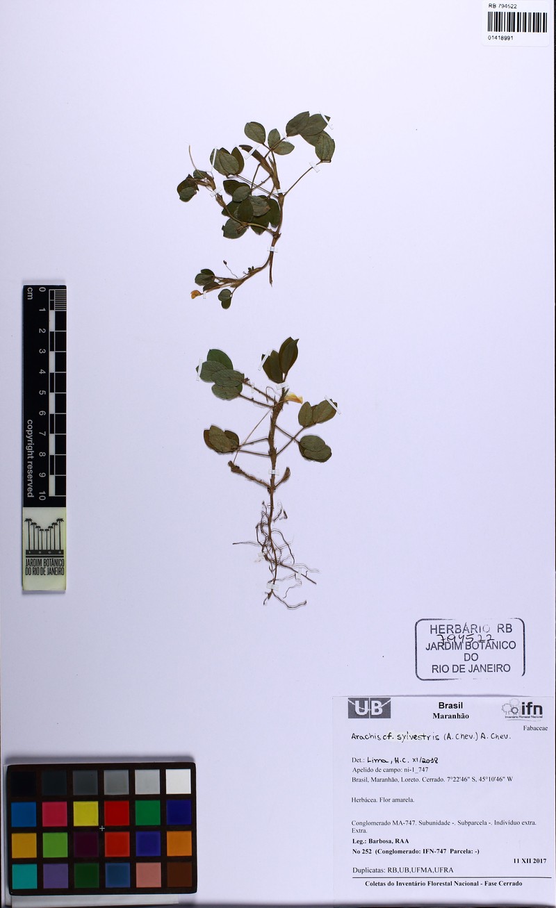 Arachis pusilla