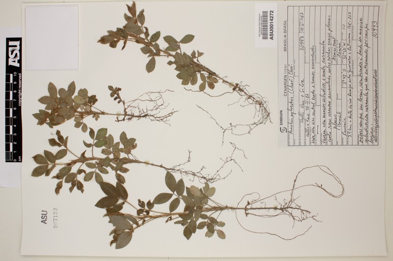 Arachis pusilla photo 2