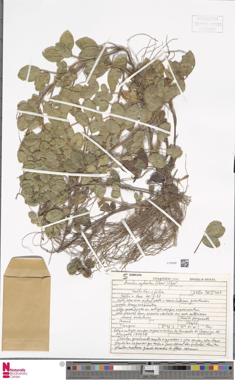 Arachis pusilla photo 3