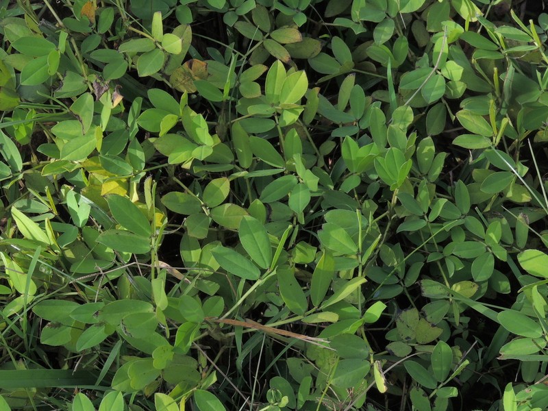 Creeping Peanut photo 6