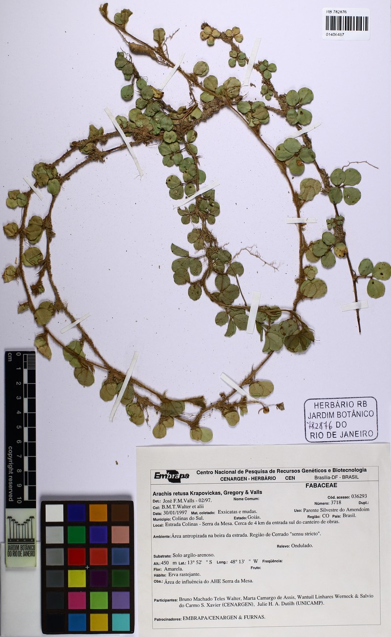 Arachis retusa