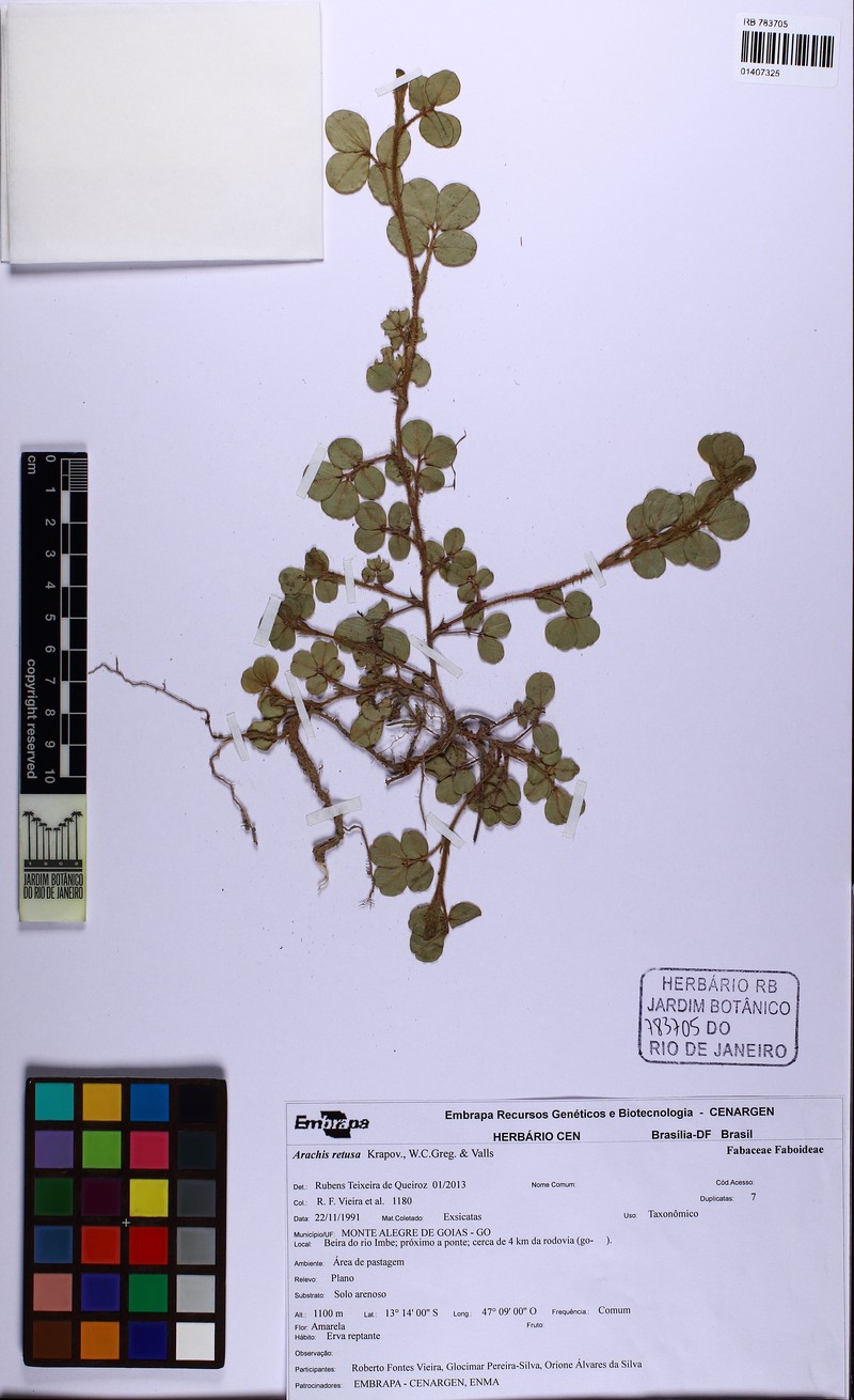 Arachis retusa photo 2