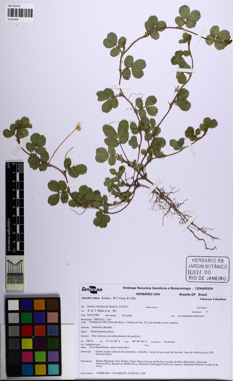 Arachis retusa photo 3