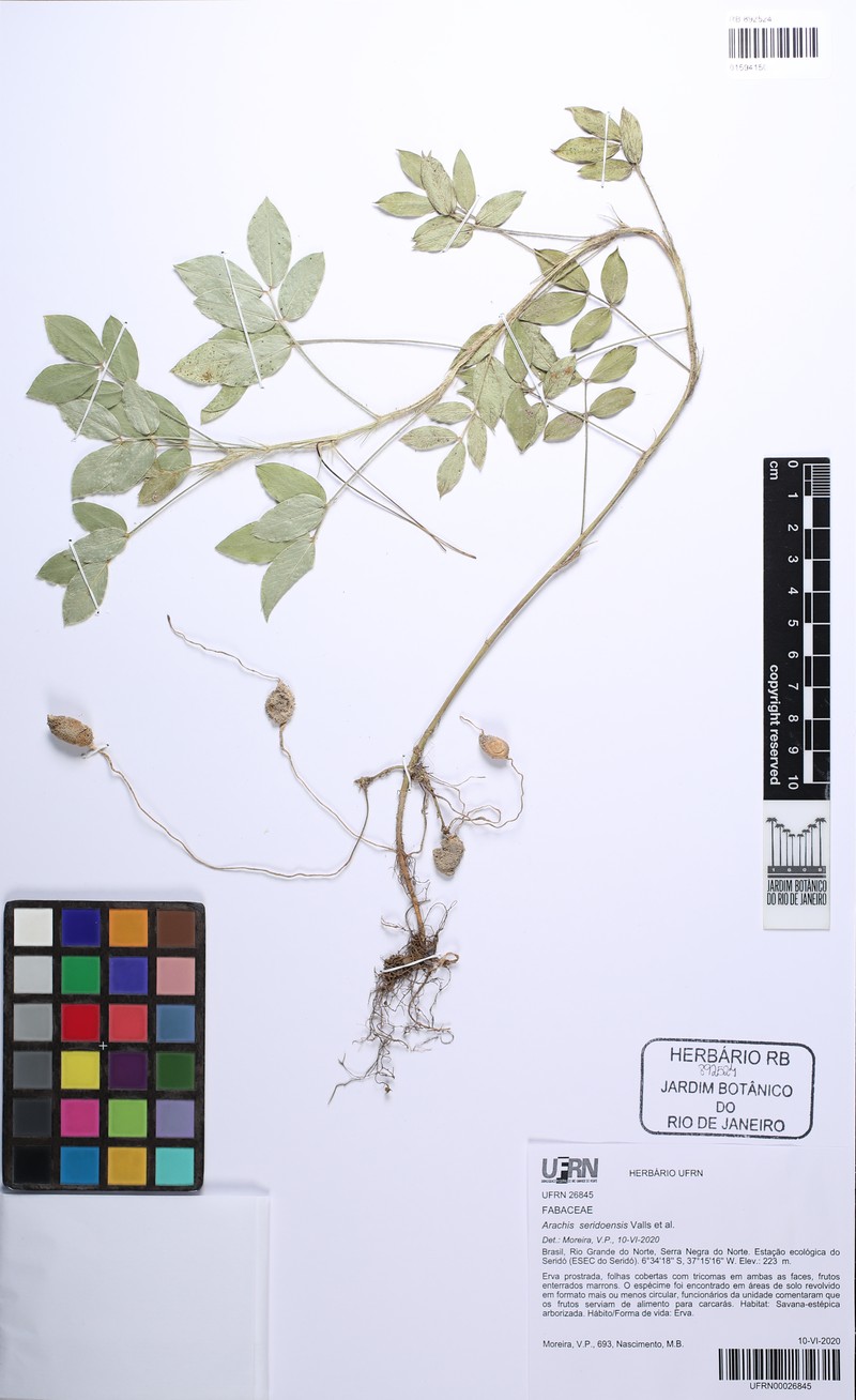 Arachis seridoensis