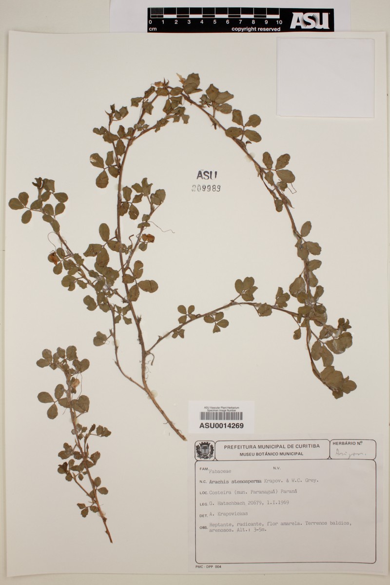 Arachis stenosperma