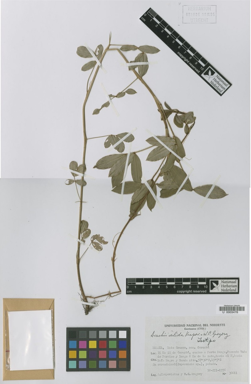 Arachis valida