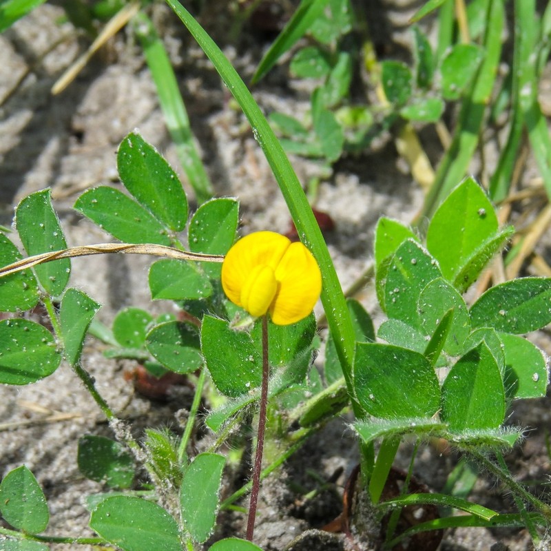 Arachis veigae