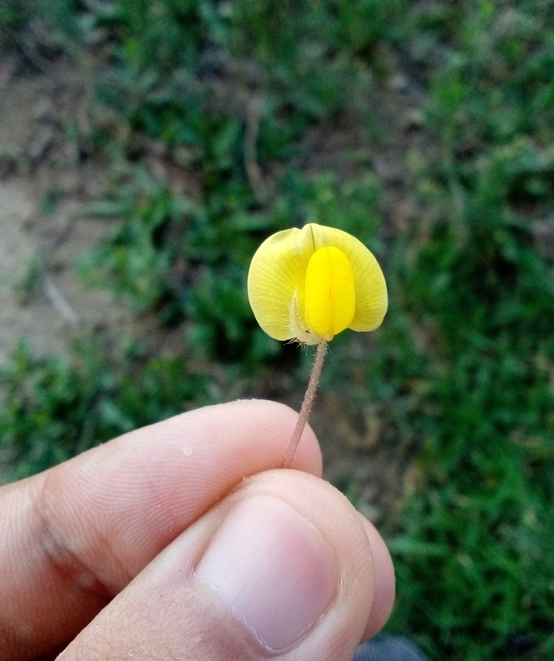 Arachis veigae photo 2