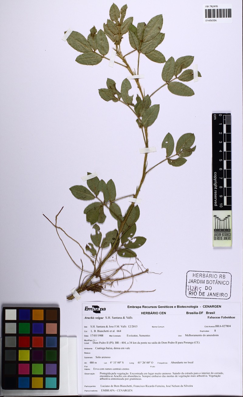 Arachis veigae photo 3