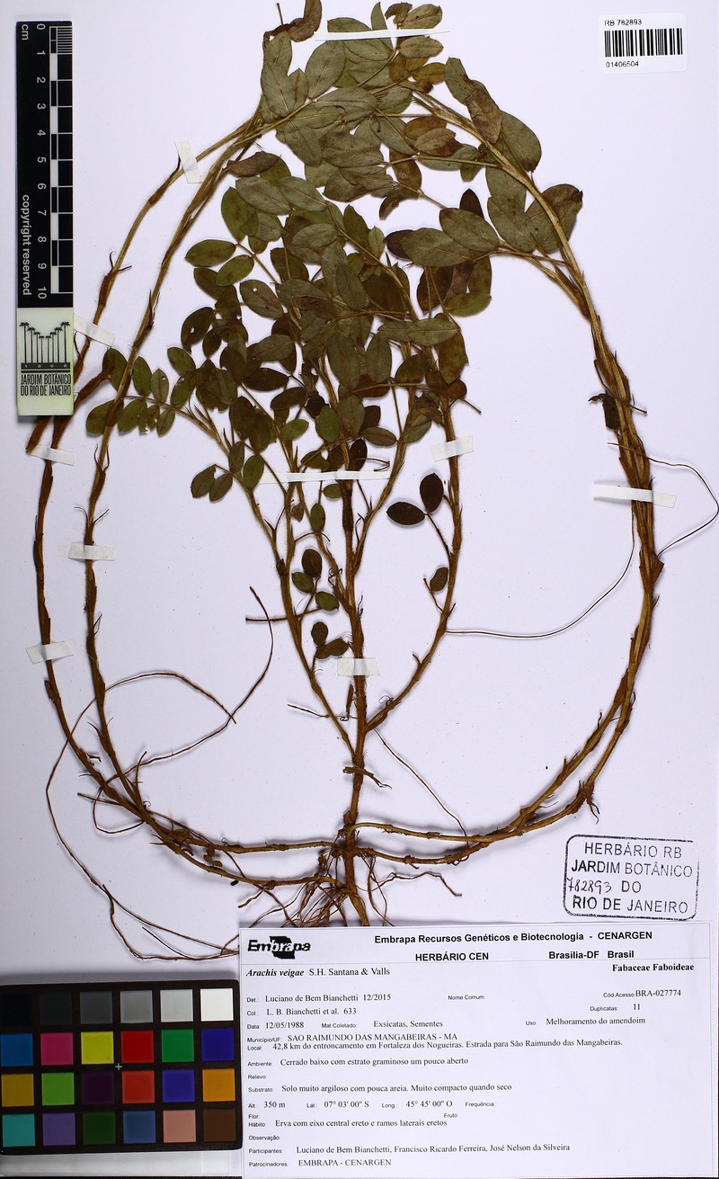 Arachis veigae photo 4