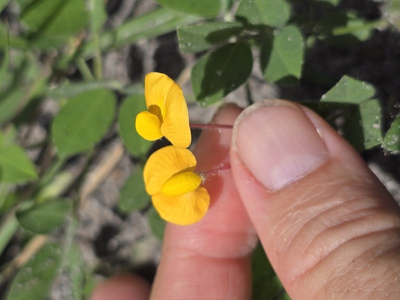 Arachis veigae photo 5