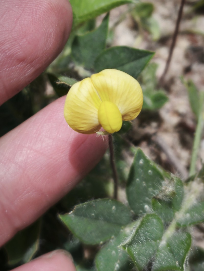 Arachis veigae photo 8